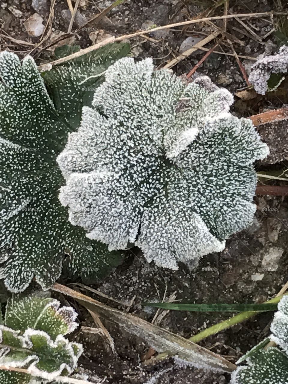 Frost in the morning 