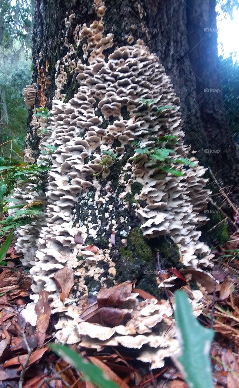 tree fungus