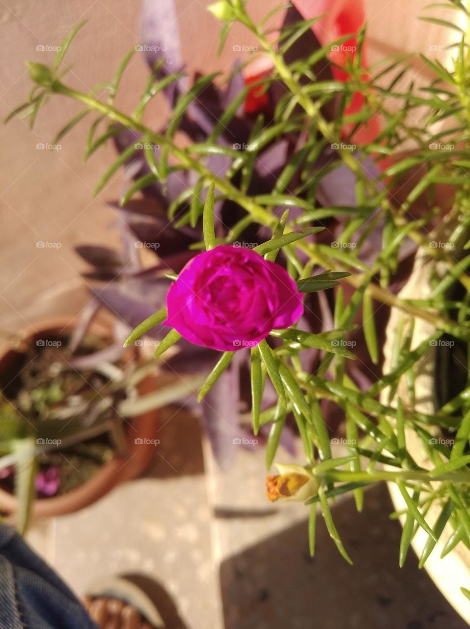 pink flower bud shurb small in size fresh seasonal looking very beautiful generally found everywhere fresh seasonal