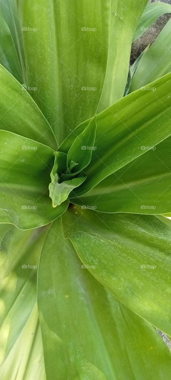 I grow this attractive plant my home garden. This is Crinum Asiaticum. This plant have big green leaves. This plant looking very attractive. Easy to grow. This is useful to our home garden making attractive.