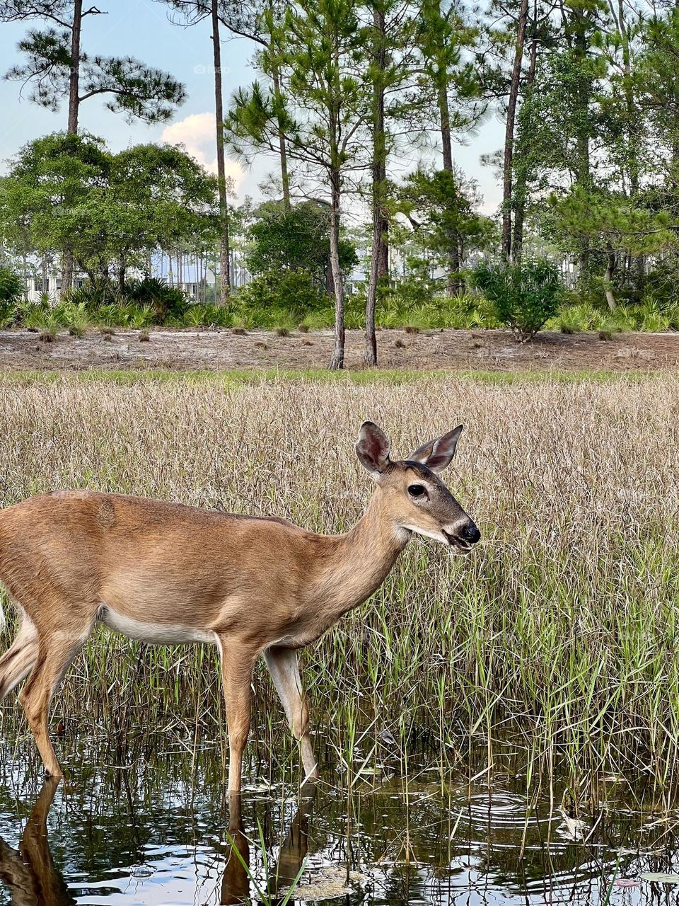 Wild whitetail deer hiding in plain sight within park greenery, while buildings are visible in the background