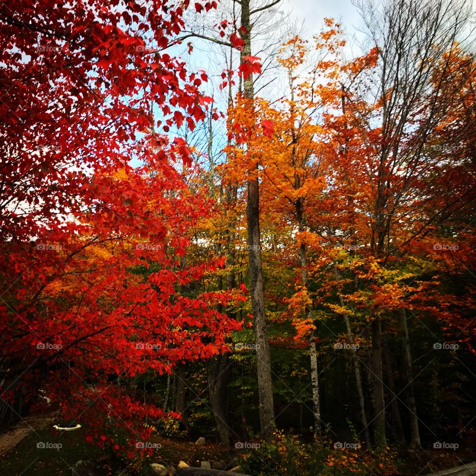 Fall Foliage, New Hampshire 