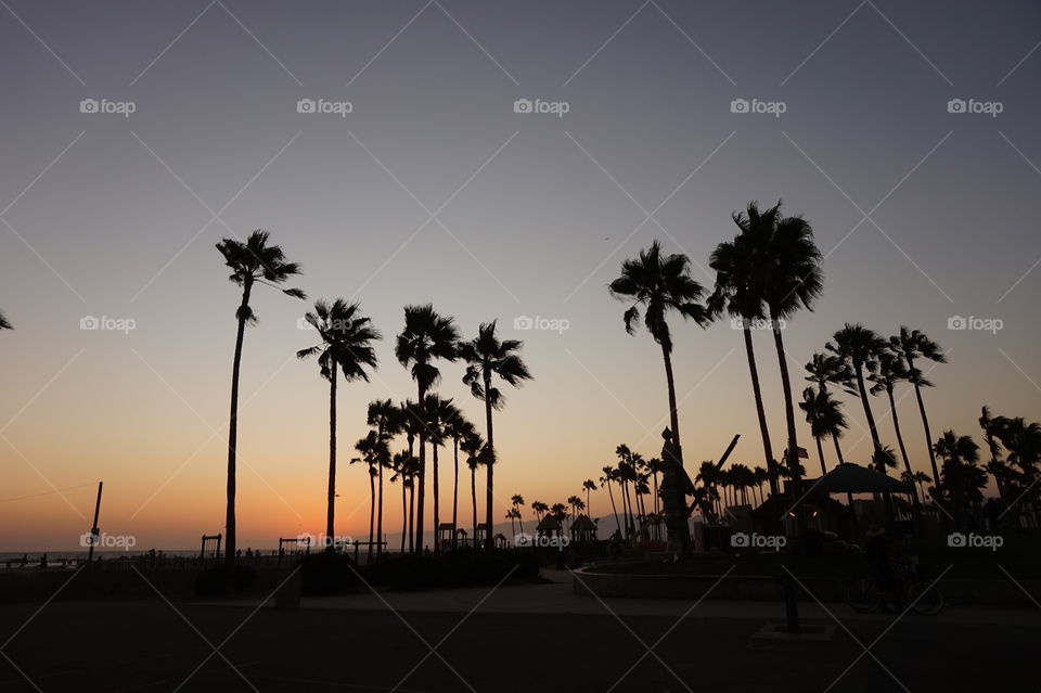Silhouette of palms at Venice beach, California