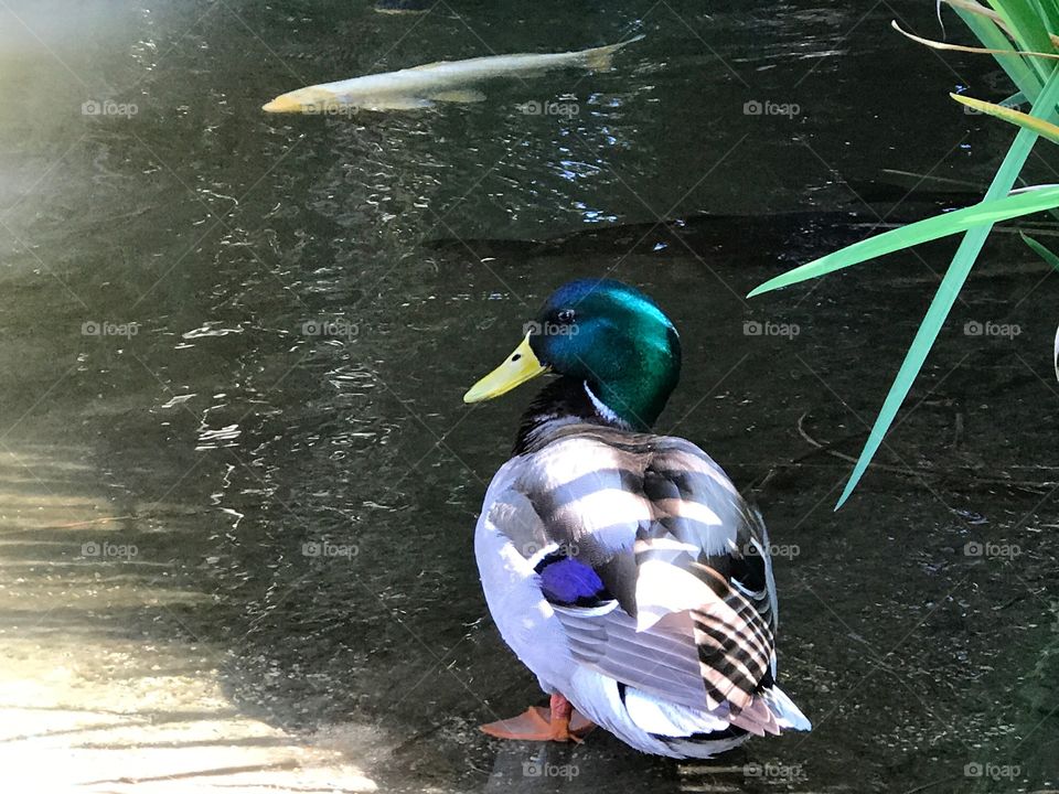 Mallard Duck