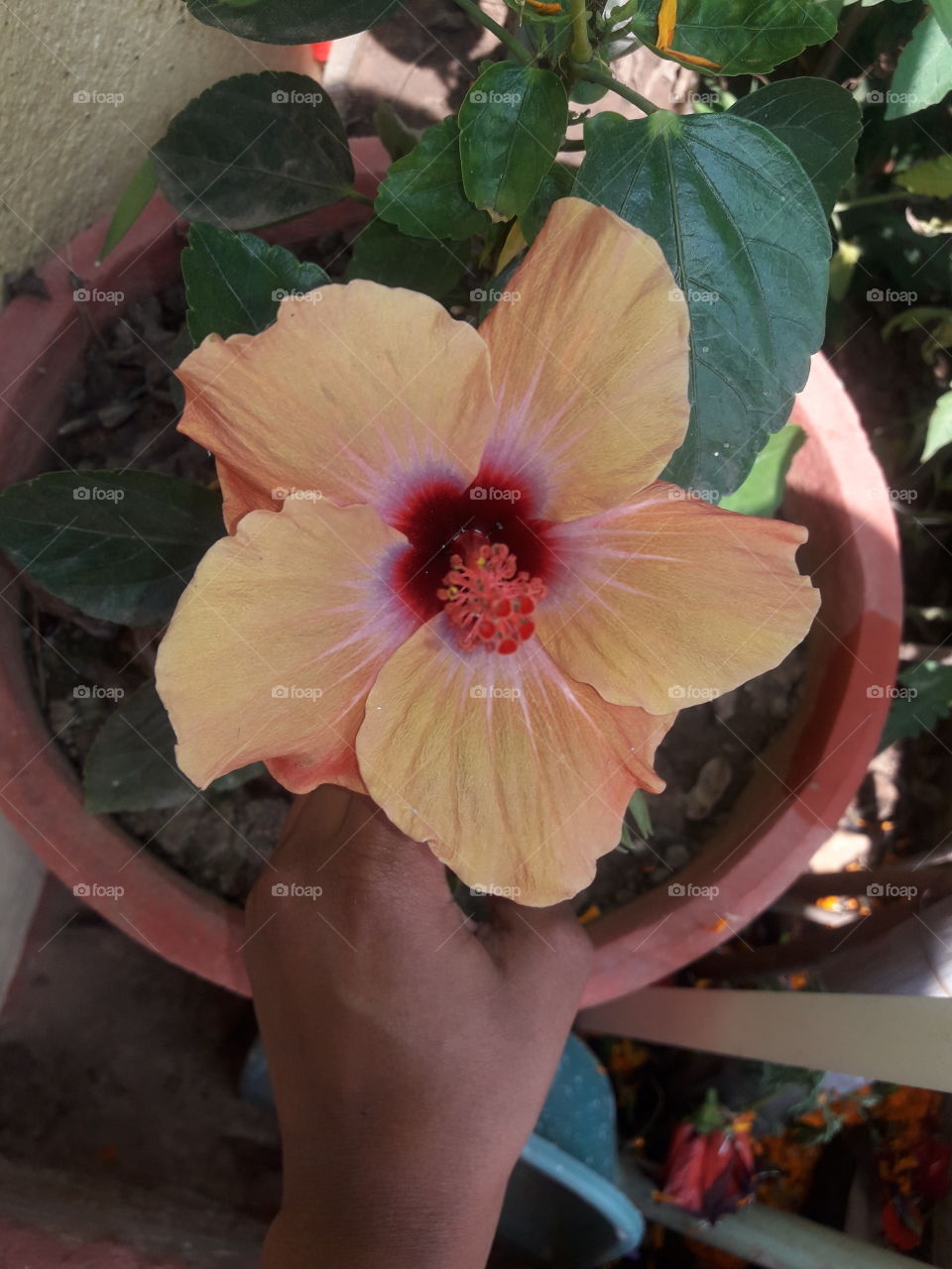 beautiful hibiscus flower