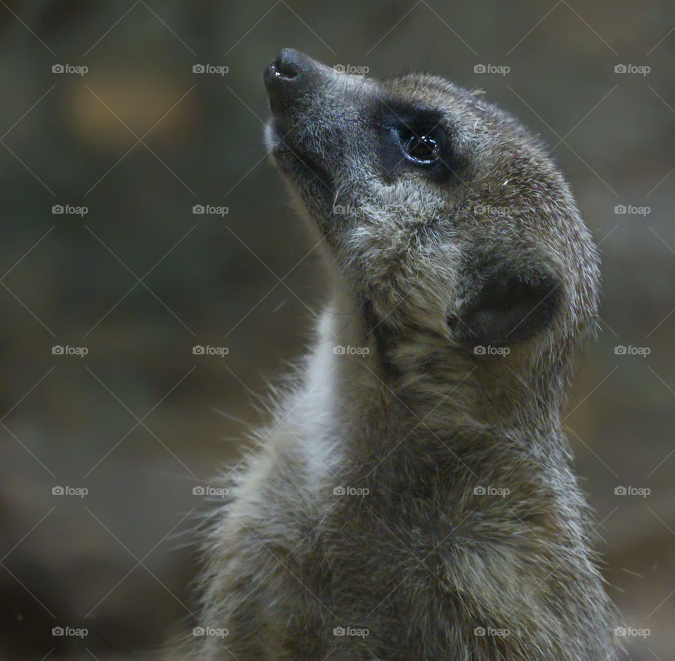 Close-up of a Meerkat