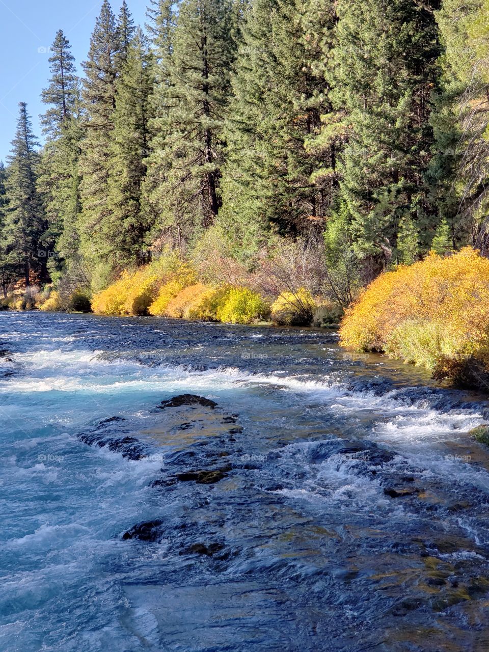 Stunning fall colors on the riverbanks of the turquoise waters of the Metolius River at Wizard Falls in Central Oregon on a sunny autumn morning.