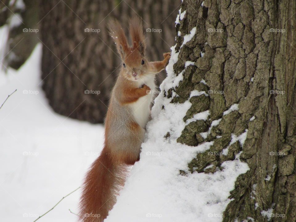 Squirrel in a snowy park