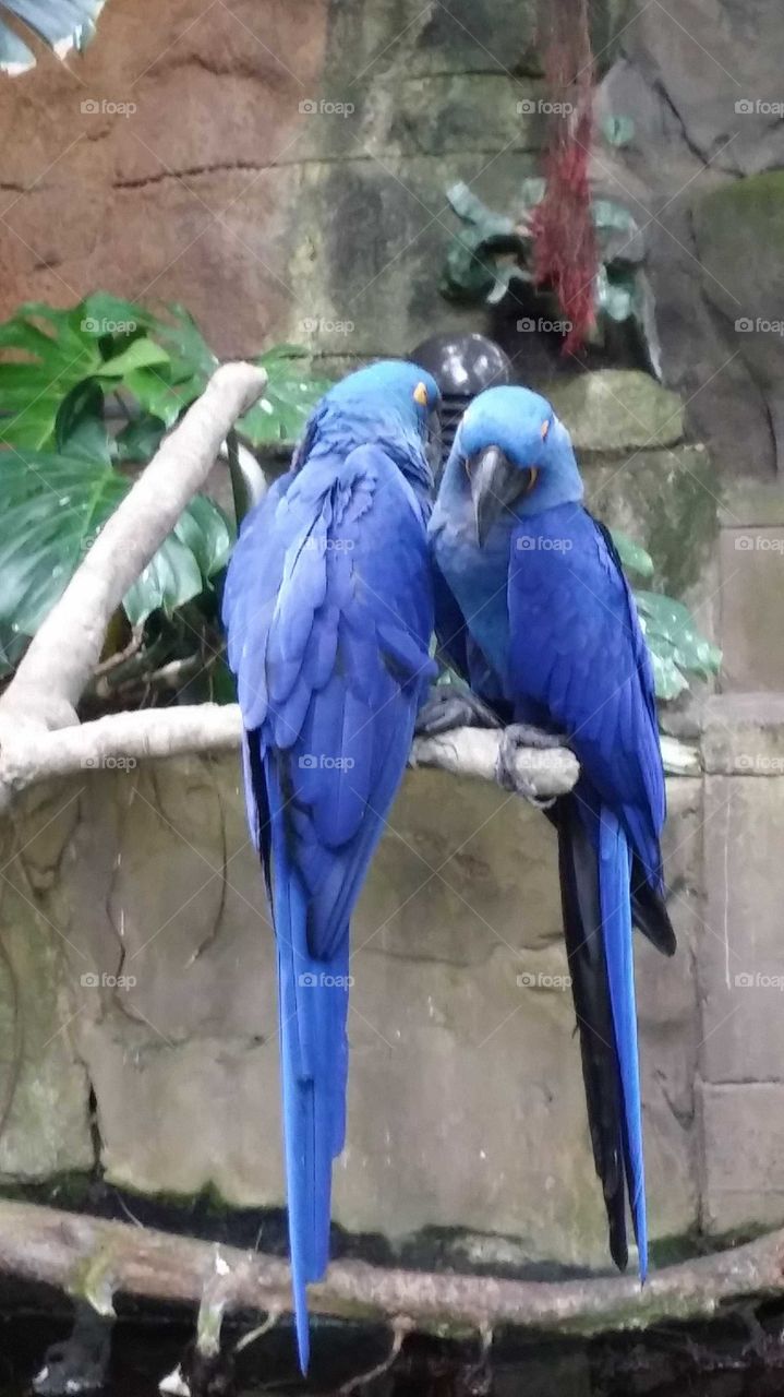 Parrots