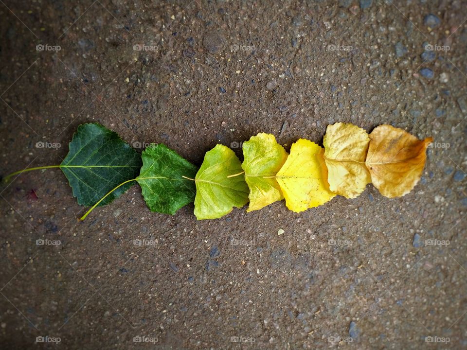 leaves folded by color
 