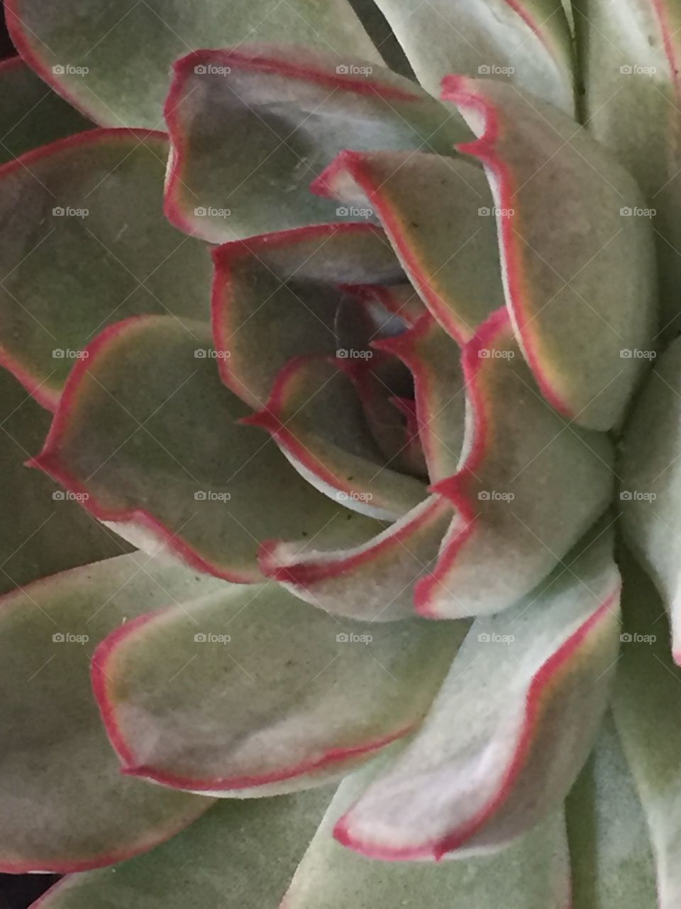 Succulent with Red