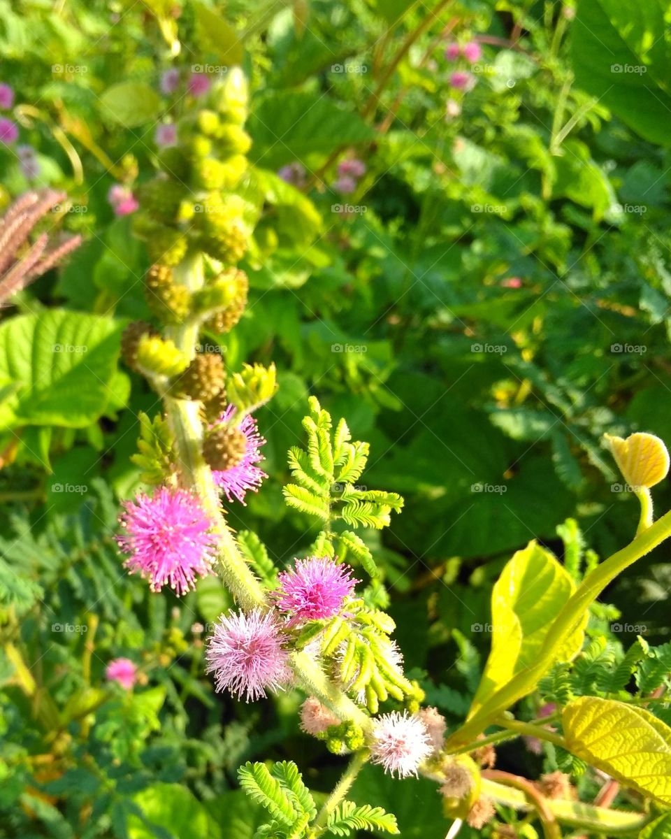 Pink flowers on the garden