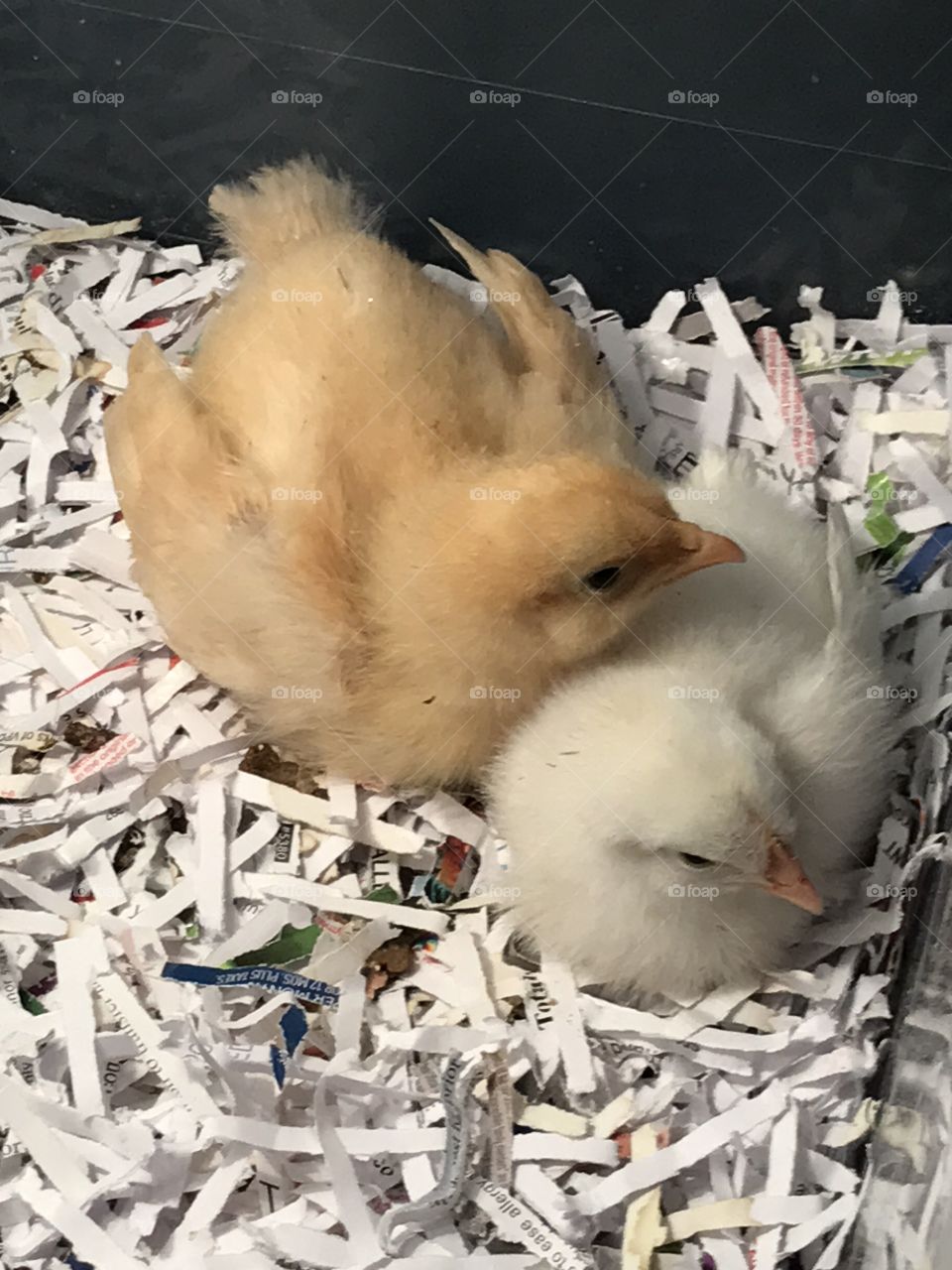Baby Chicks!