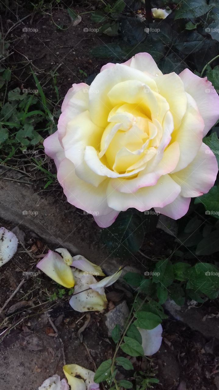 Summer Rose