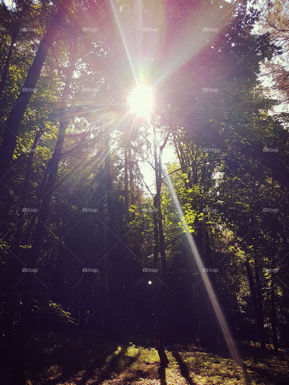 Licht im wald