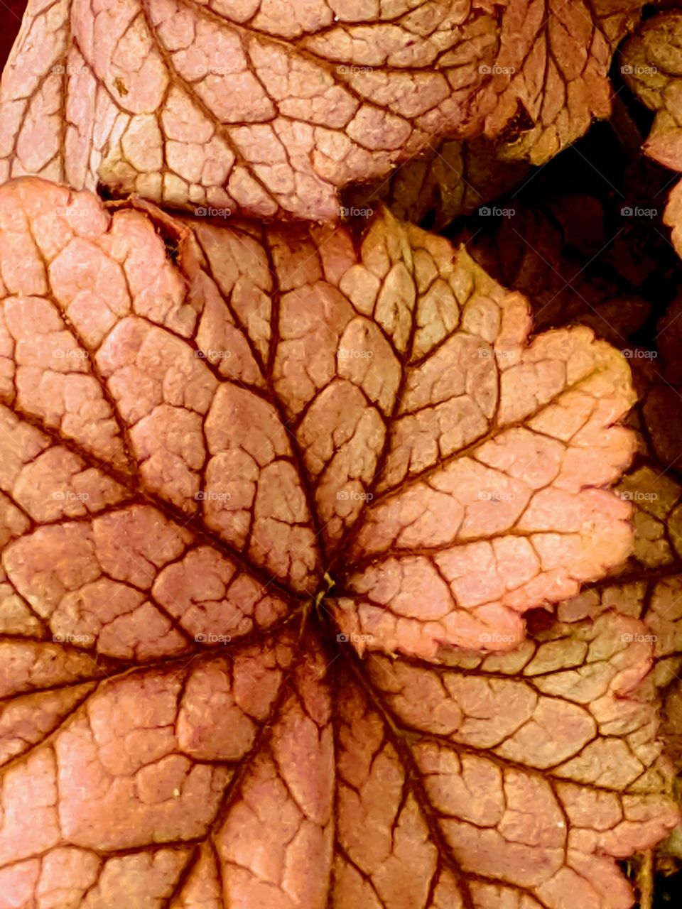 A closeup of a leaf: detailed appreciation for the veins and natural formations
