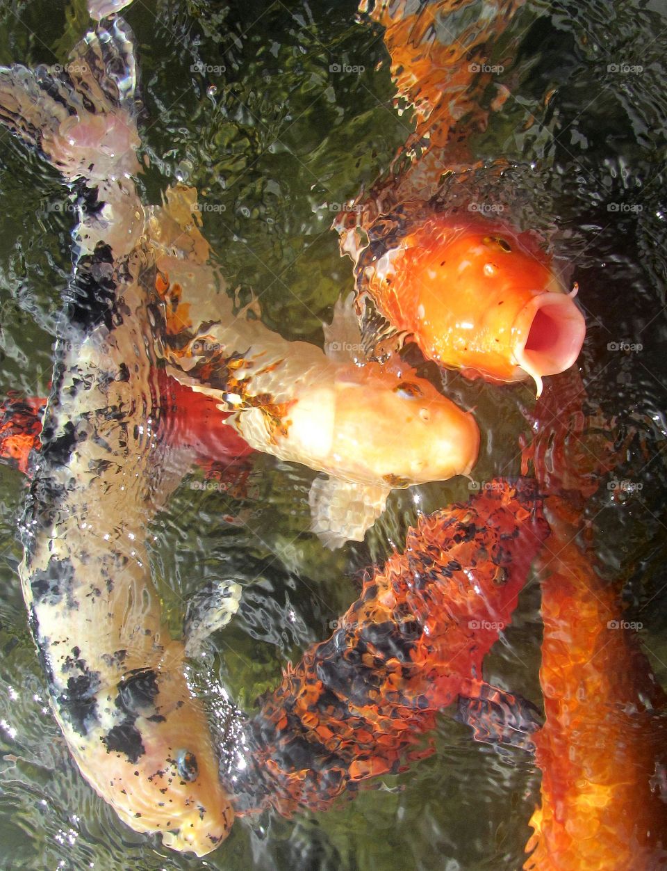 Hungry Koi fish