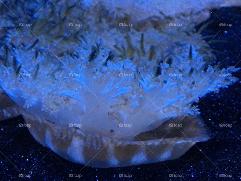 Underwater Ocean  coral 