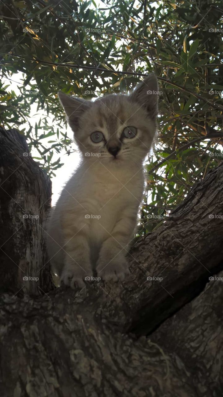 My beloved cat Viola on the olive tree and her infinite tenderness.