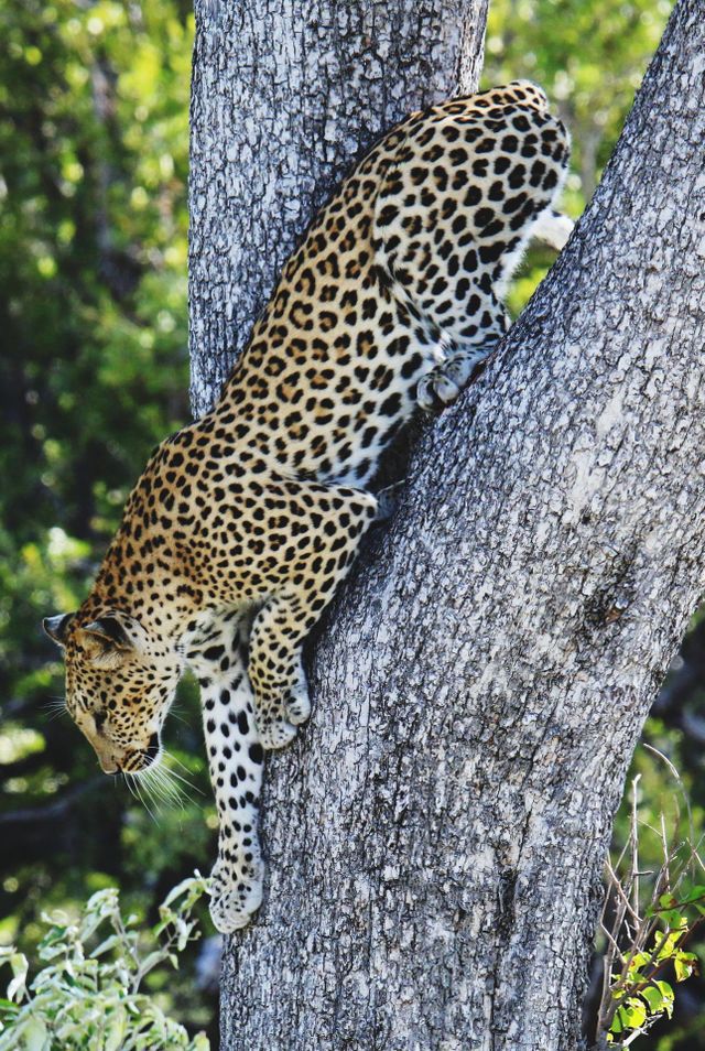 leopard