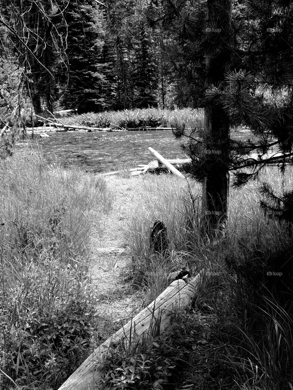 The Deschutes River near its headwaters on a sunny spring day