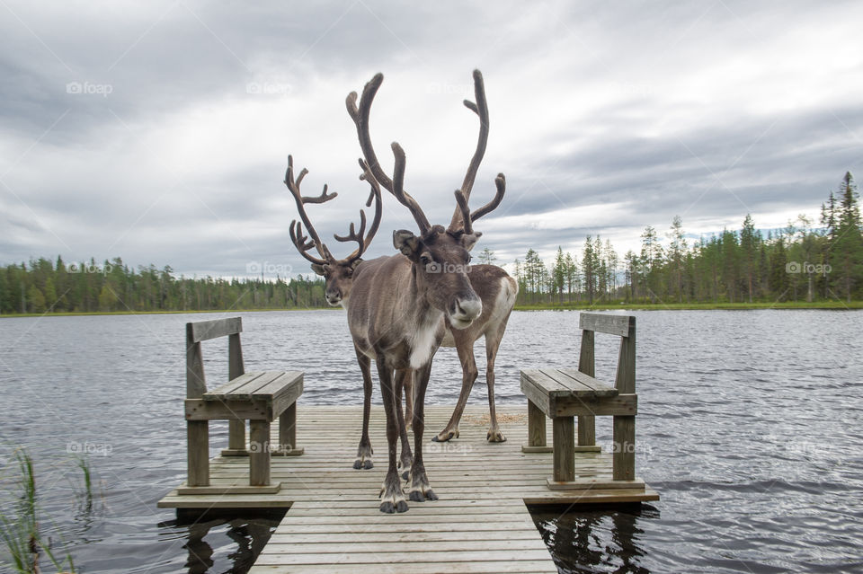 Two Reindeer on a pier