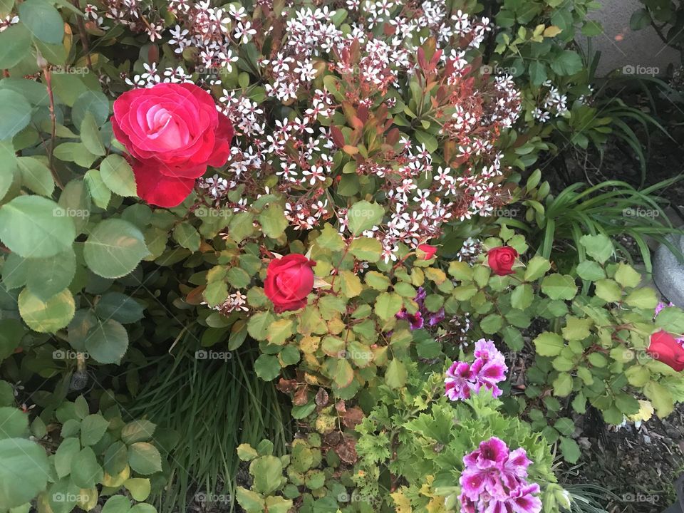 Roses, geraniums and hawthorn flowers 