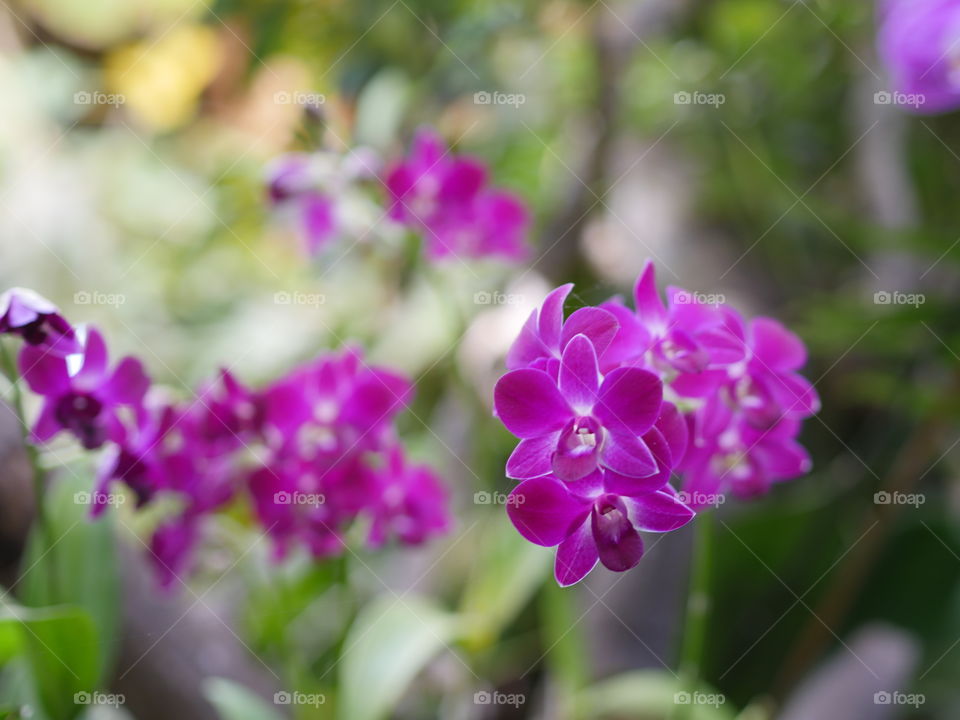 Orchid little purple pink