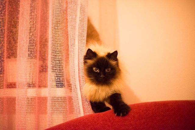 Cat showing up from behind the curtain