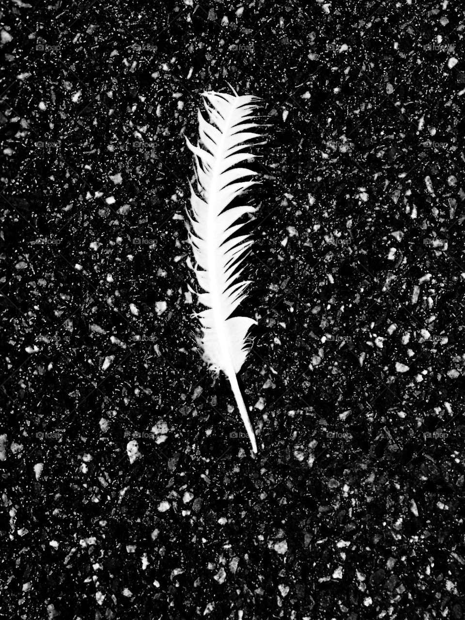 Feather in black and white (minimalist)