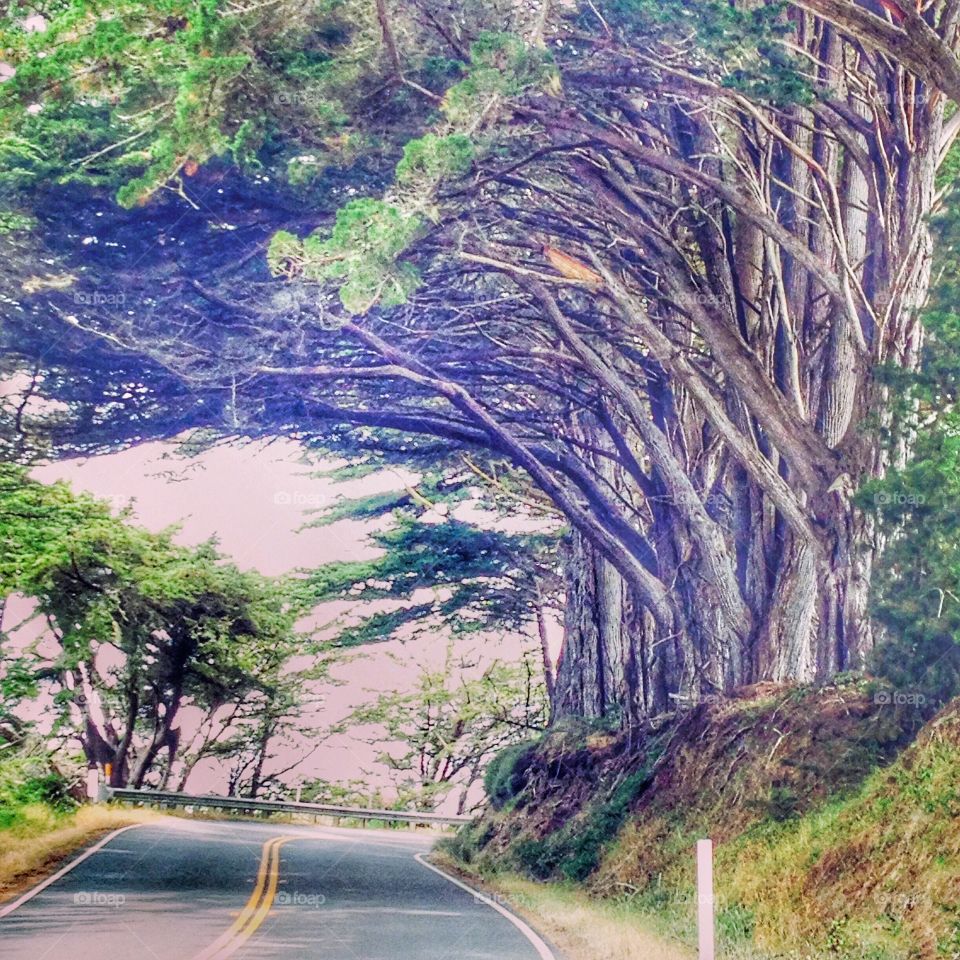 Tree tunnel of Cypress trees on California highway 1