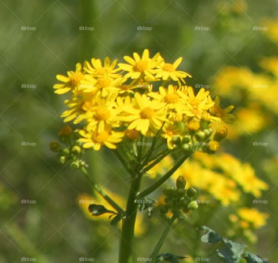 Wild Mustard