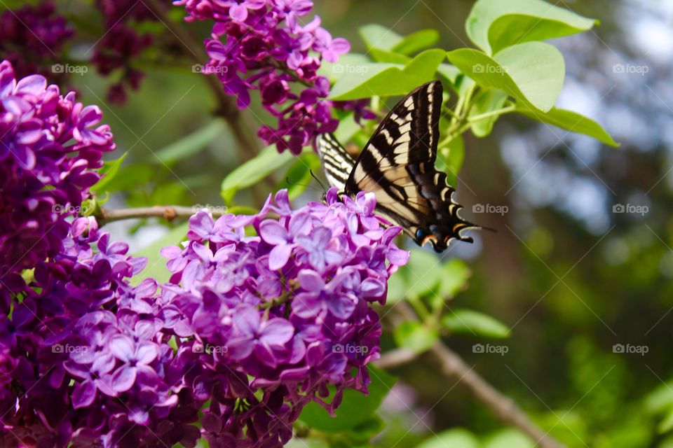 Beautiful Butterfly 