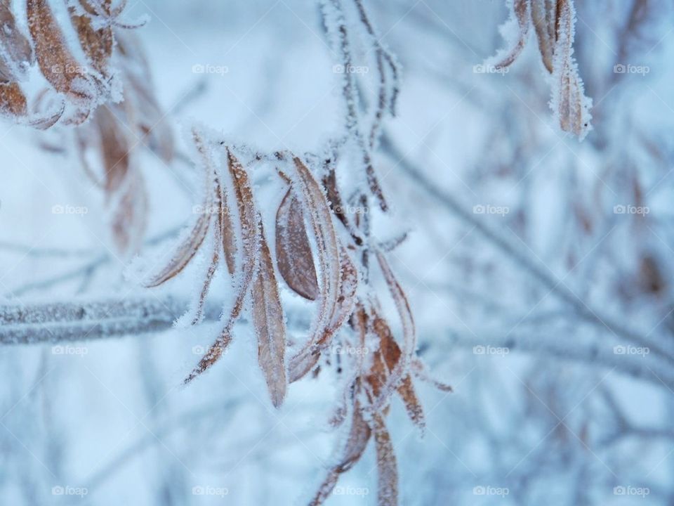 Морозный зимний вечер