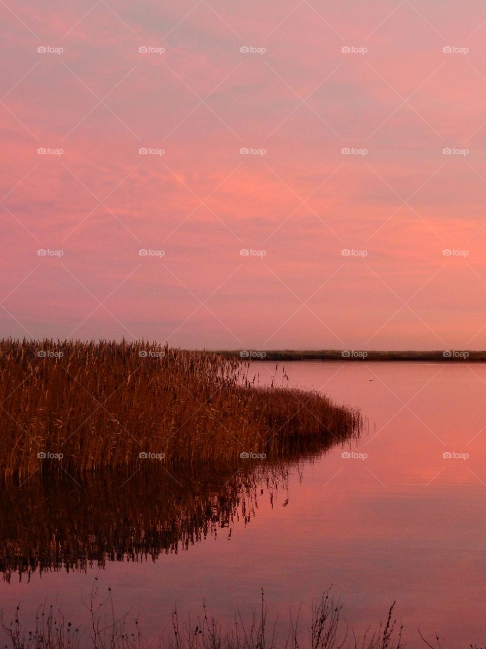 Reeds reflection 