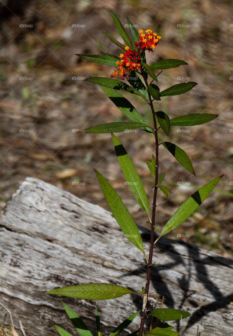 Close-up of bright flowers