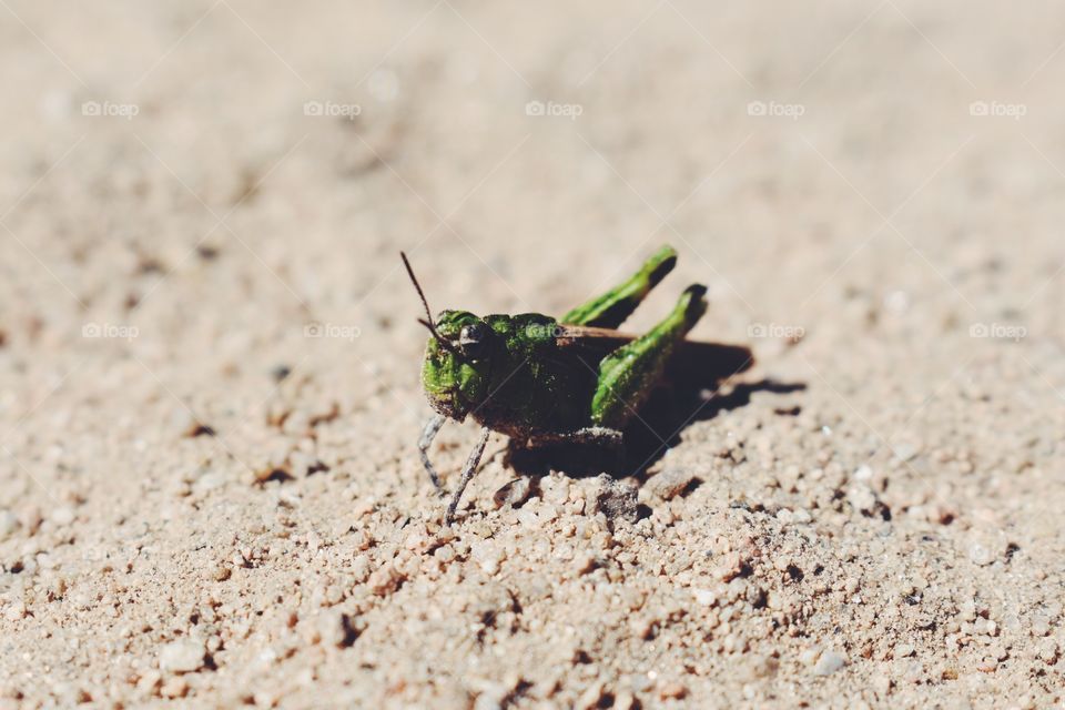 Grasshopper 