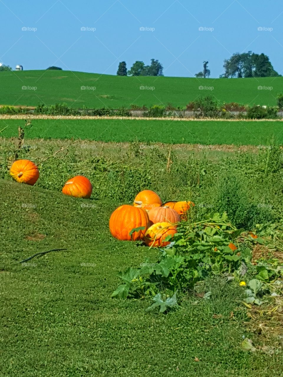 View of pumpkin patch