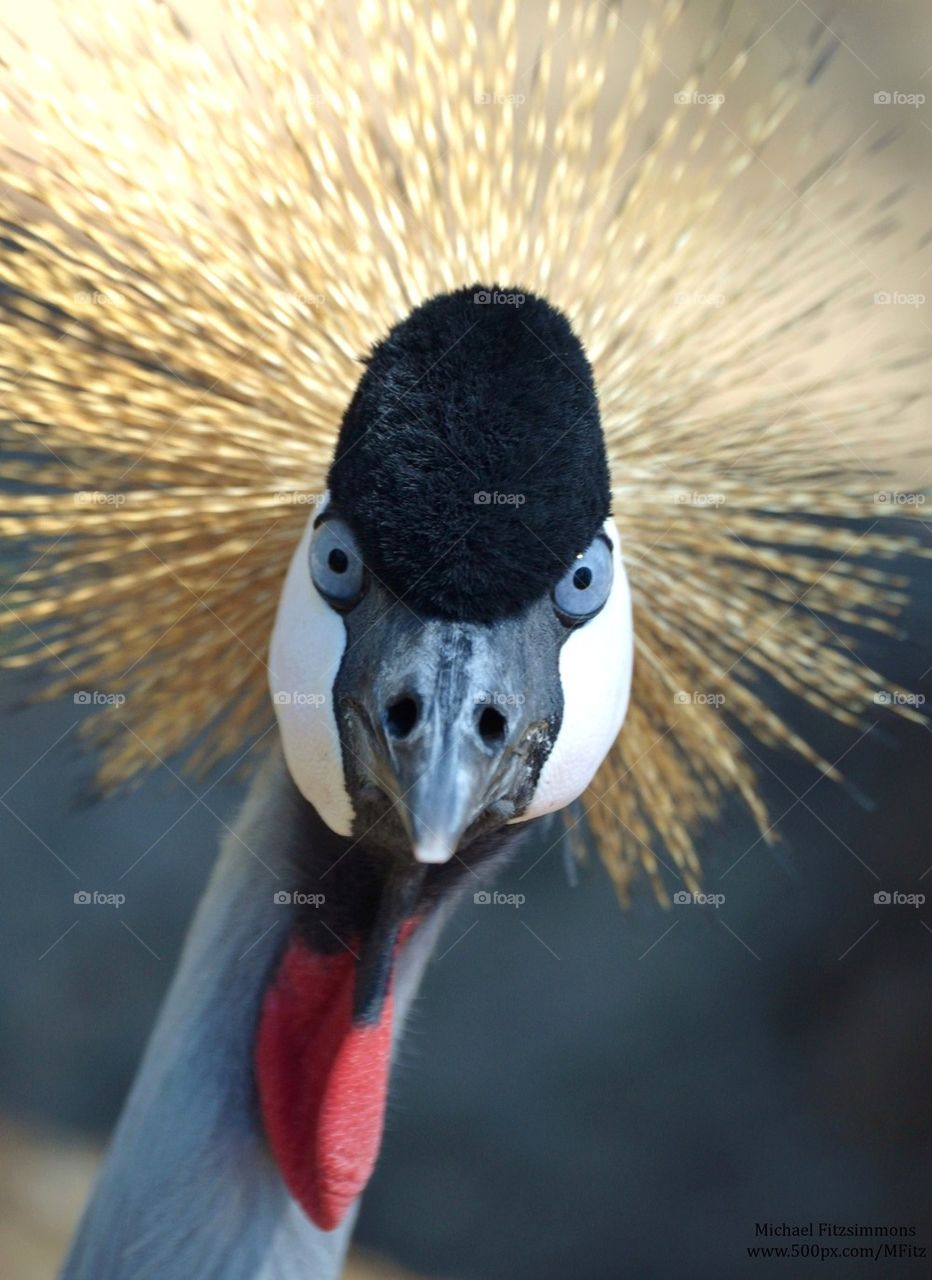 African Crane