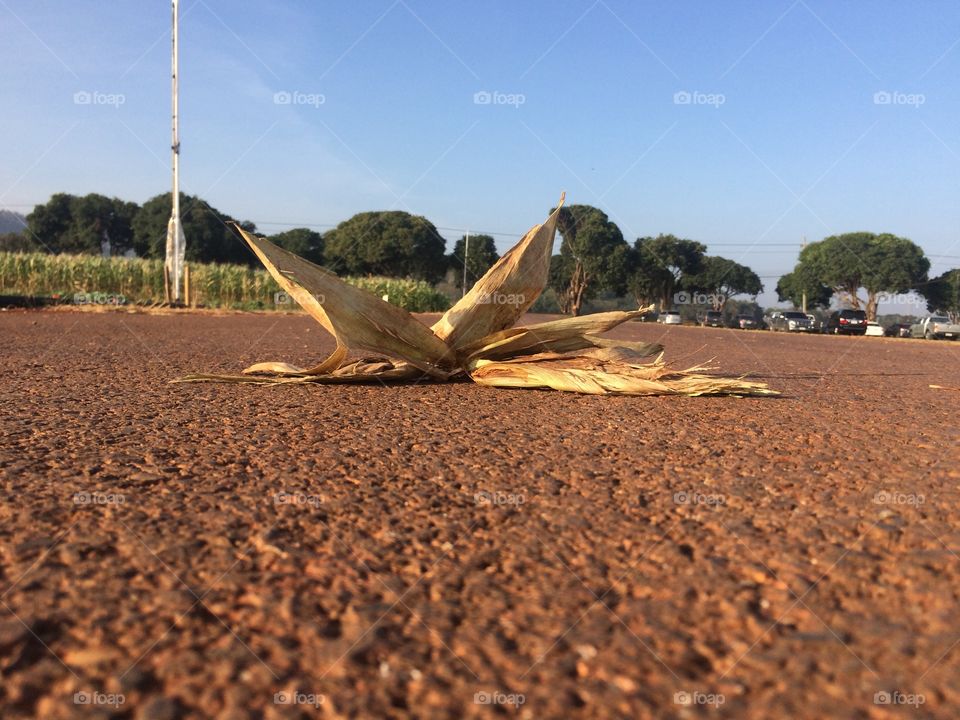 Corn and street 