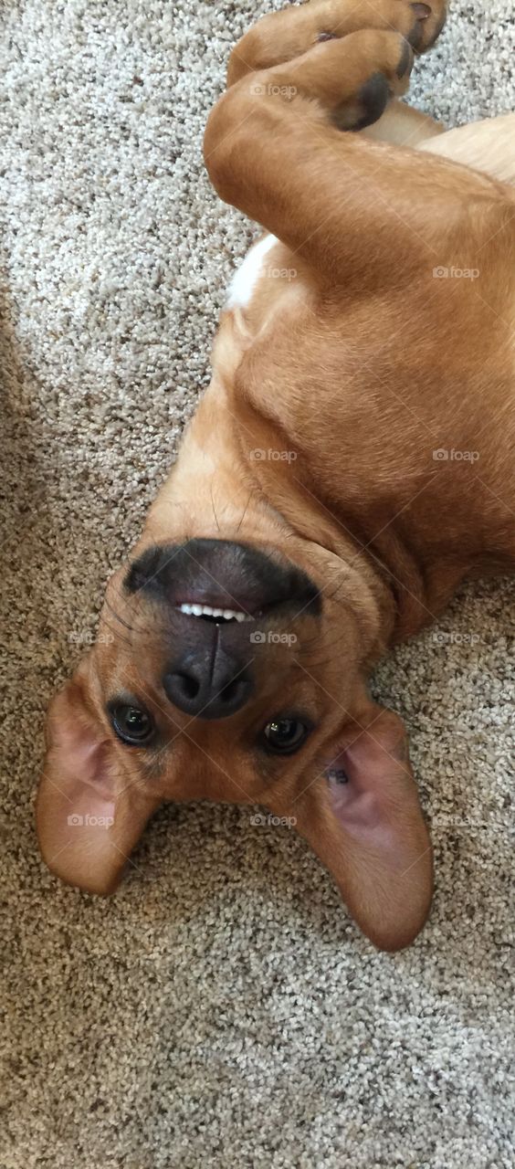 You know you're a good dad when you make your dog smile 