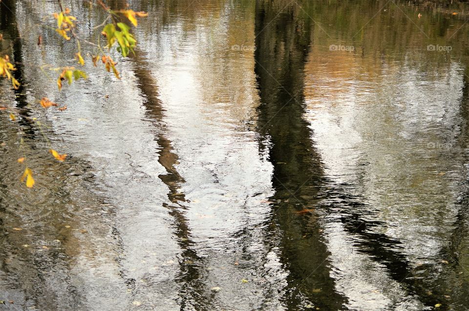 Tree Reflection 