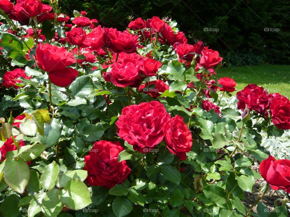 rosa red