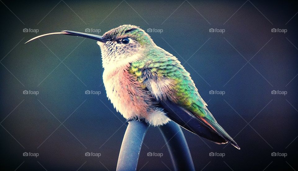 Hummingbird tongue