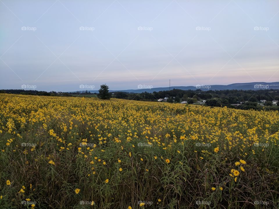 Narrows Rd Connellsville, PA