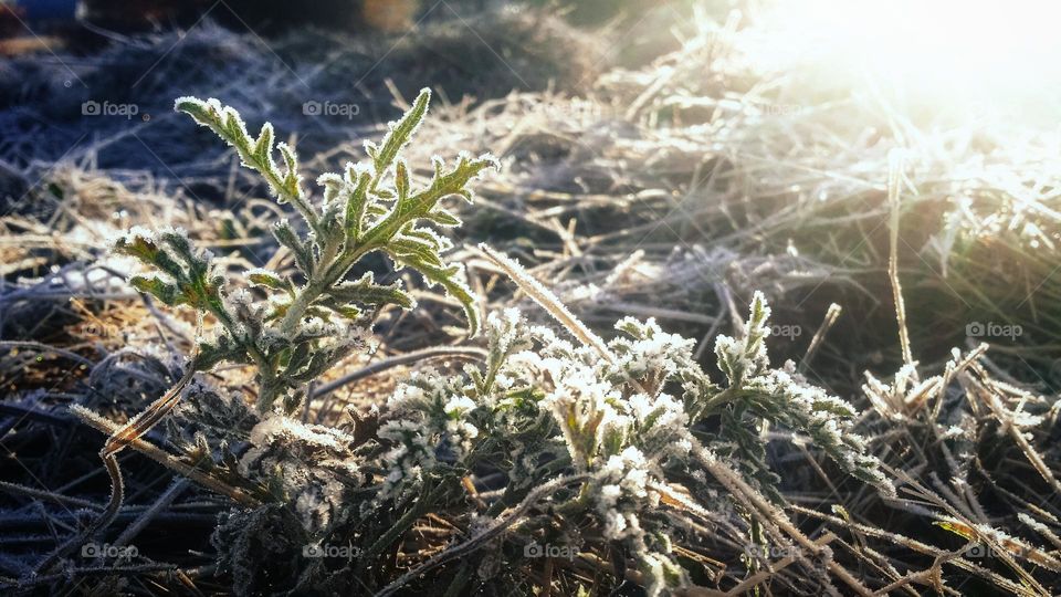 First Frost