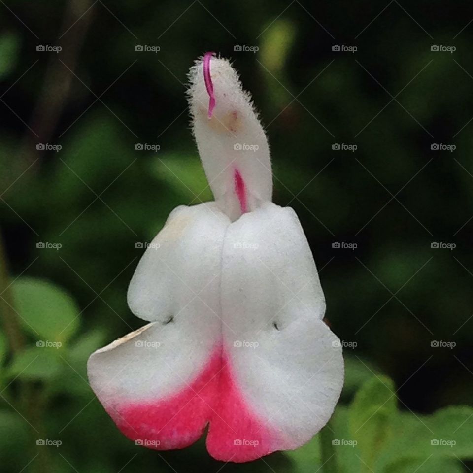 Hot Lips Salvia