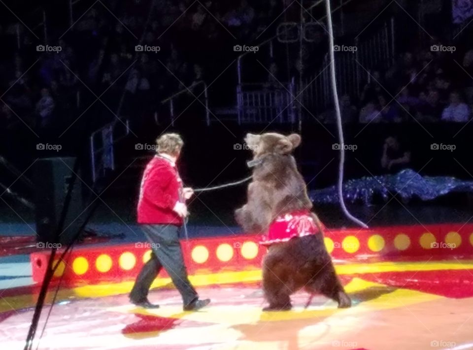 bear at the circus