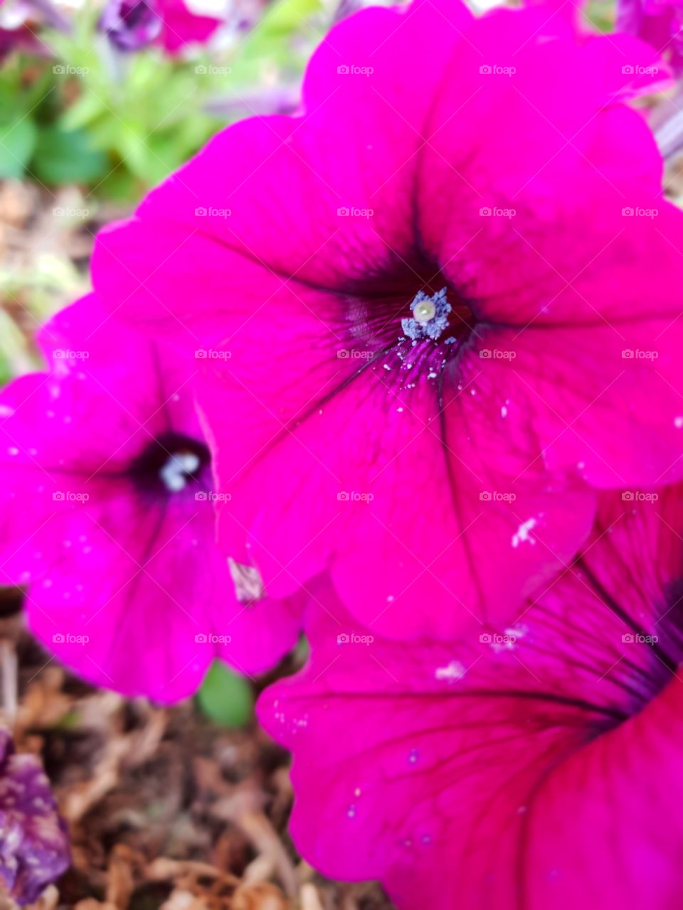 Bright pink flowers