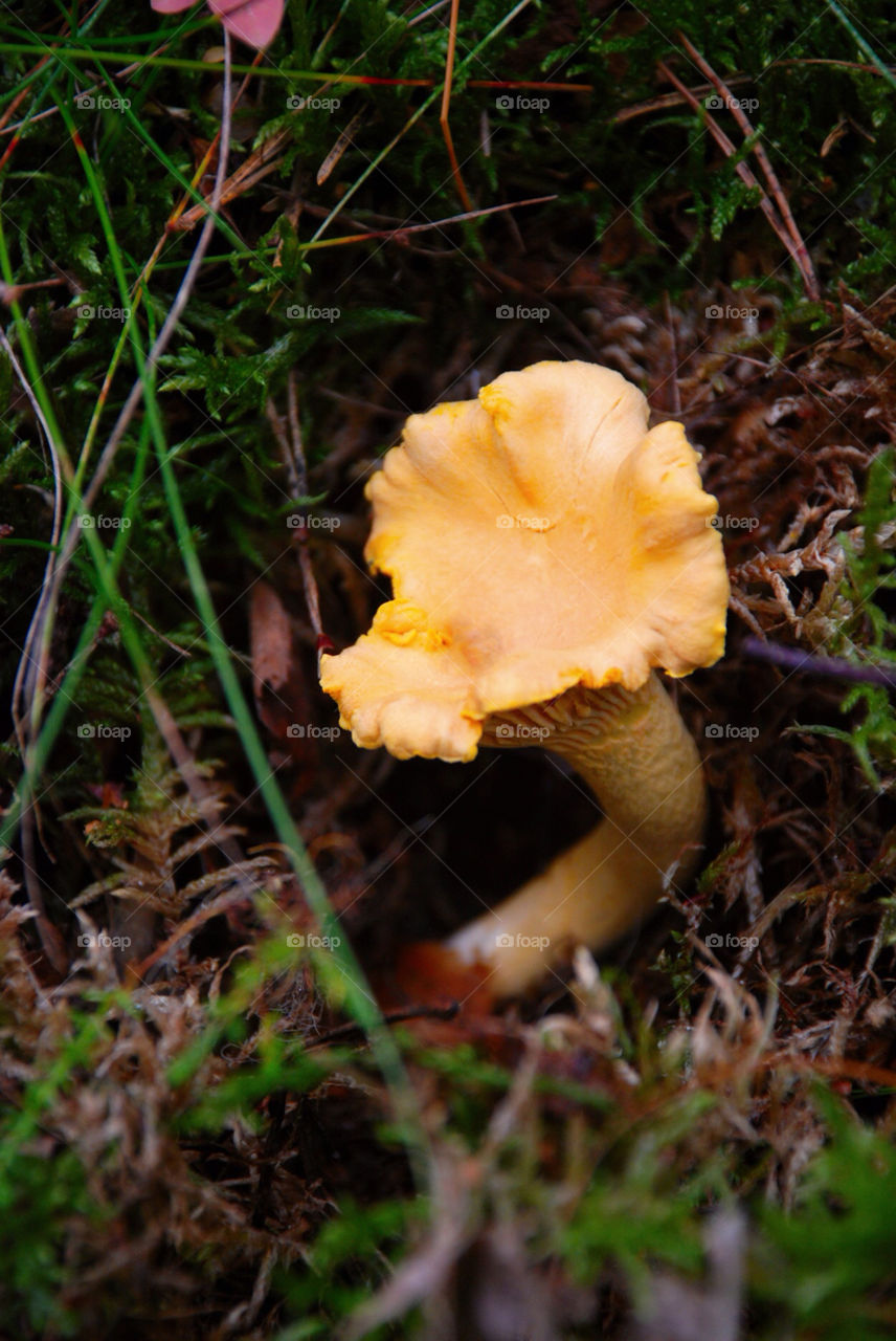 forest fall autumn skog by jbdc